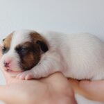 Jack Russel Uruguay (141)