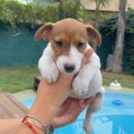 Jack Russel Uruguay (142)