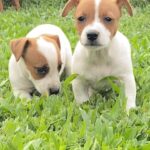 Jack Russel Uruguay (144)