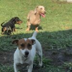 Jack Russel Uruguay (145)
