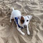 Jack Russel Uruguay (147)