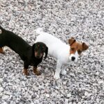 Jack Russel Uruguay (148)