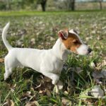 Jack Russel Uruguay (15)