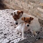 Jack Russel Uruguay (150)