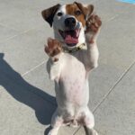 Jack Russel Uruguay (151)