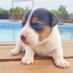 Jack Russel Uruguay (152)