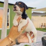 Jack Russel Uruguay (153)