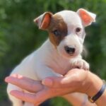 Jack Russel Uruguay (154)