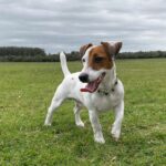 Jack Russel Uruguay (155)