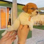 Jack Russel Uruguay (157)