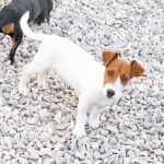 Jack Russel Uruguay (158)