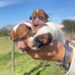 Jack Russel Uruguay (159)