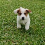 Jack Russel Uruguay (16)