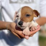 Jack Russel Uruguay (160)