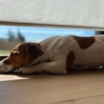 Jack Russel Uruguay (161)