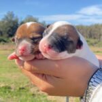 Jack Russel Uruguay (163)