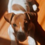 Jack Russel Uruguay (164)