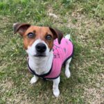 Jack Russel Uruguay (166)