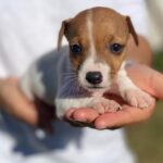 Jack Russel Uruguay (167)