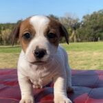 Jack Russel Uruguay (168)