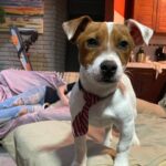 Jack Russel Uruguay (17)