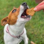 Jack Russel Uruguay (170)