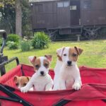 Jack Russel Uruguay (171)