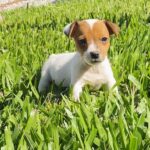 Jack Russel Uruguay (173)