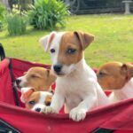 Jack Russel Uruguay (176)