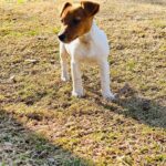 Jack Russel Uruguay (177)