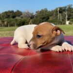 Jack Russel Uruguay (178)