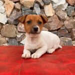Jack Russel Uruguay (179)
