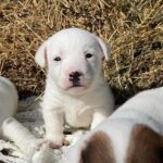 Jack Russel Uruguay (18)