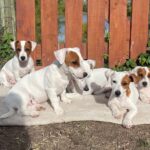 Jack Russel Uruguay (181)