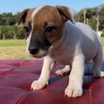 Jack Russel Uruguay (184)