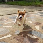 Jack Russel Uruguay (185)