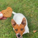Jack Russel Uruguay (187)