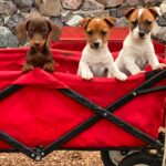 Jack Russel Uruguay (188)