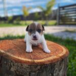 Jack Russel Uruguay (189)