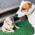 Jack Russel Uruguay (2)