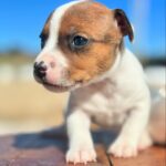 Jack Russel Uruguay (20)