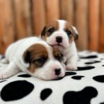Jack Russel Uruguay (22)