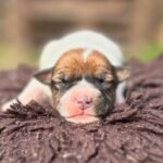 Jack Russel Uruguay (26)