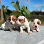 Jack Russel Uruguay (30)