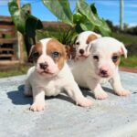 Jack Russel Uruguay (31)