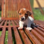 Jack Russel Uruguay (33)