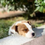 Jack Russel Uruguay (34)
