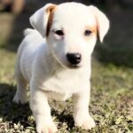 Jack Russel Uruguay (36)