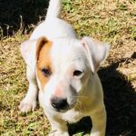 Jack Russel Uruguay (37)