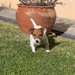Jack Russel Uruguay (38)